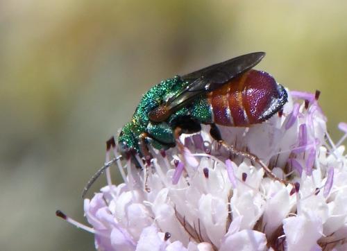 Parnopes grandior